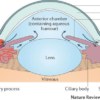 which is the Average value of Aqueous humour in AC?